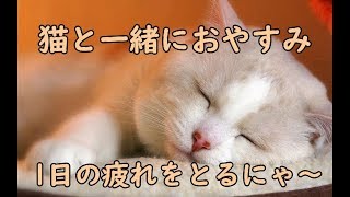 【猫　かわいい　癒し】一緒に眠ろうよ　～疲れを癒してくれるヒーリング猫～
