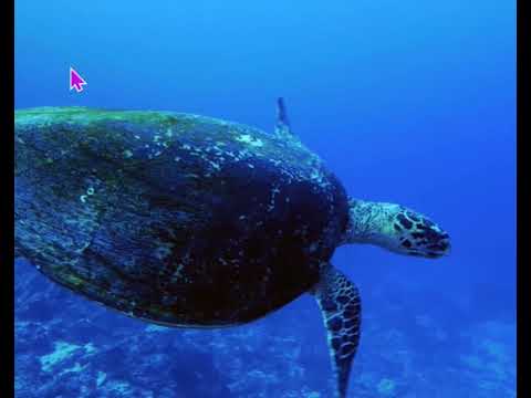 🐟 raindrop sequencer polyrhythms🐟