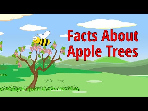 Facts About Apple Trees