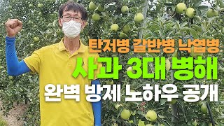 사과 탄저병 갈반병 낙엽병 완벽 방제! 사과 병해 피해 걱정 제로