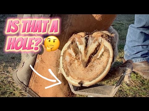 BAREFOOT TRIM: Trimming a Horse with a TOE CRACK - Farrier ASMR