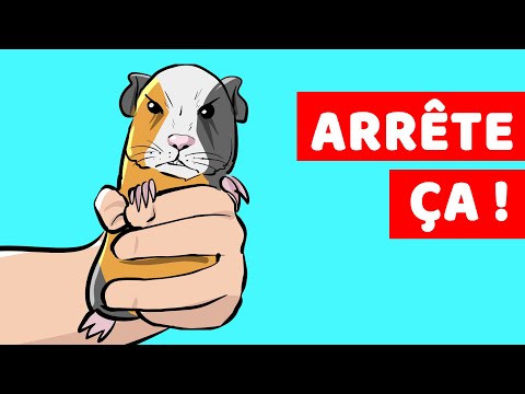 12 Things Guinea Pigs Hate and Want You to Stop Doing