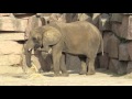 Elefant Oma Dashi im Tierpark Berlin 