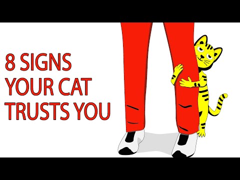 8 SURE SIGNS YOUR CAT TRUSTS YOU