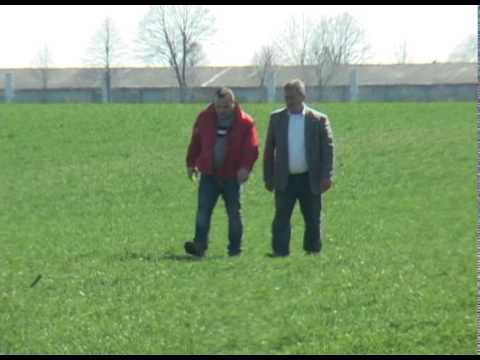 Stanje pšenice zadovoljavajuće