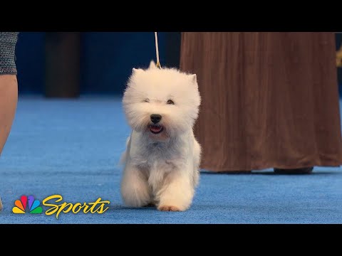 National Dog Show 2025: Terrier Group (Full Judging) | NBC Sports - YouTube