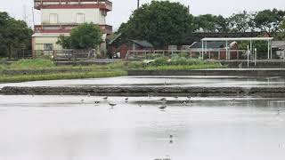 阿農伯田區的小辮鴴