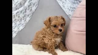 ハーフ犬の動画01