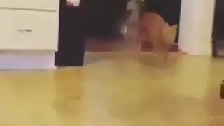 Download lagu kucing makan ganja mp3