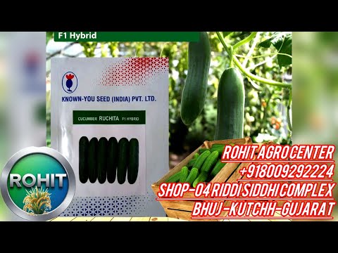 Ruchita by Known You Seeds is a popular, high-yielding F1 hybrid cucumber known for its vigorous