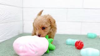 ハーフ犬の動画01