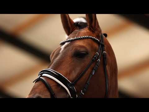 Elton - 8yr old stallion by Escolar x De Kooning