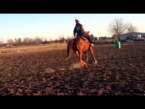 Spoonful of Cents 2006 AQHA gelding