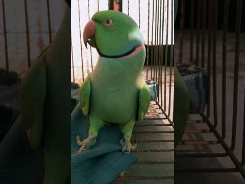 Mitthu Katore Katore 🦜🥰  Talking Parrot 🥰 #shorts #parrotlover #viralshorts #viralparrot
