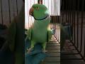 Mitthu Katore Katore Talking Parrot Shorts Parrotlover Viralshorts Viralparrot