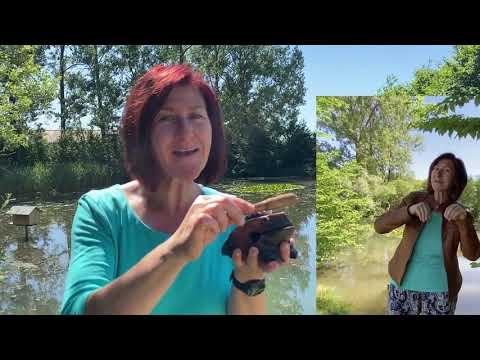 Wir Fröschelein | Kinderlieder | Musik für Kinder | Kita | Kindermusik