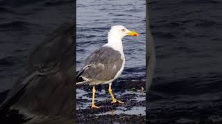 Sildemåge fuglelyd