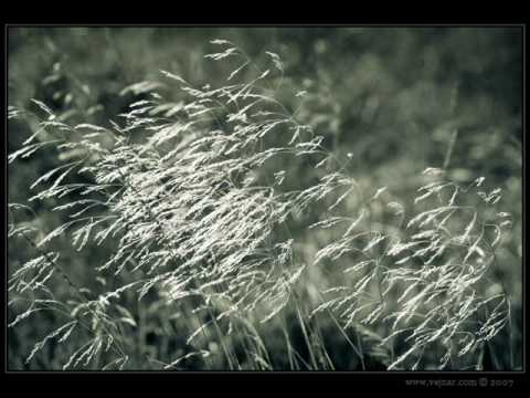 Vlaštověnka -  Vlasta Redl