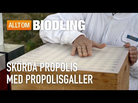 Skörda propolis med propolisgaller - Propolis - Biodling