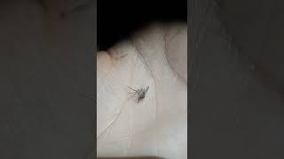 Download lagu Nyamuk nakal mp3