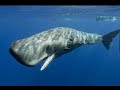 Sperm Whales Move Biological Material From Ocean Bottom To Surface