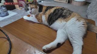 三毛猫フミちゃん　 LIVE配信　2026年7月13日　calico cat　(LIVE stream)