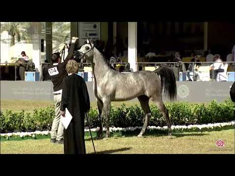 N174 D NAYEL - PSAIAHF 2020 - Colts 2 Years Old (Class 5)