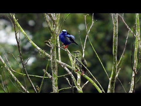 Red-legged Honeycreeper - A beautiful male sings and a female responds!