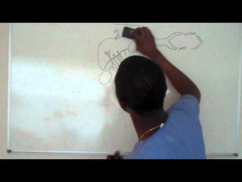 Liver function tests- HD