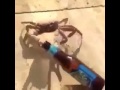 Crab steals my drink Crab steals my drink
