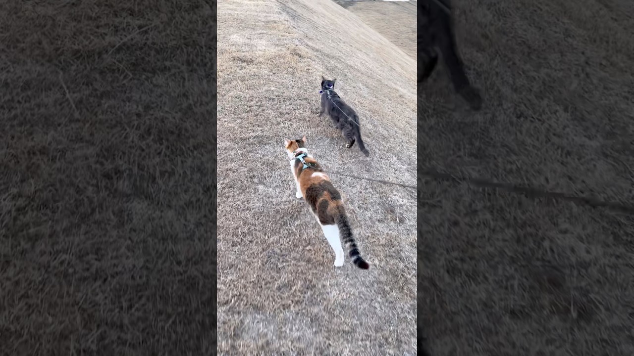 夕方のおニャンぽ #愛猫 #愛猫との暮らし #ねこ #元保護猫 #お散歩