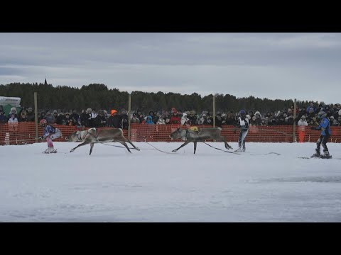 Finnish town of Inari crowns its reindeer racing champion | AFP