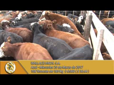 29-03-17 Venta de Hembras - Wallace Hnos. S.A. - Azul.