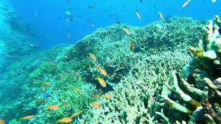 結咲（ゆいさー）