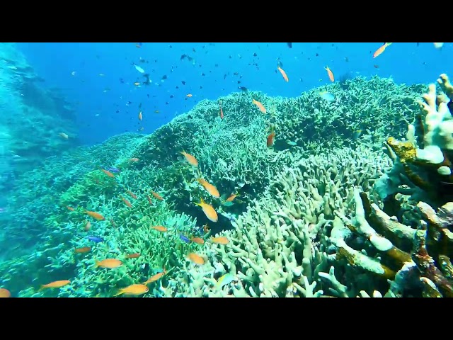 結咲（ゆいさー）