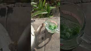 Download lagu Air rendaman daun Bidara 7 lembar bisa merukiah diri dari jin dan sihir mp3