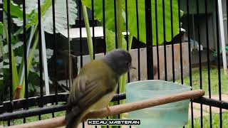 Download lagu Burung Sikatan kepala abu-abu gacor super mantap mp3