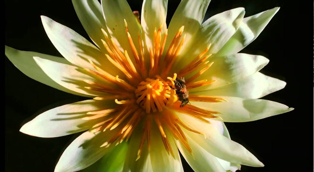 Kingdom Of Plants With David Attenborough Trailer