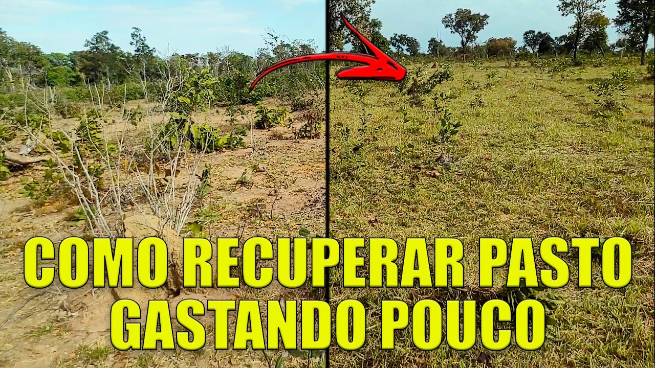 Como RECUPERAR Pasto gastando pouco