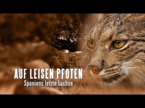 Auf leisen Pfoten - Spaniens letzte Luchse Trailer [HD] Deutsch / German