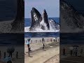 Gentle Giant Whale Catch Fish Exploding Whale At Beach Blue Whale Whale Animal Whale