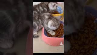 ご飯中に寝落ち　#tiktok  #ねこ