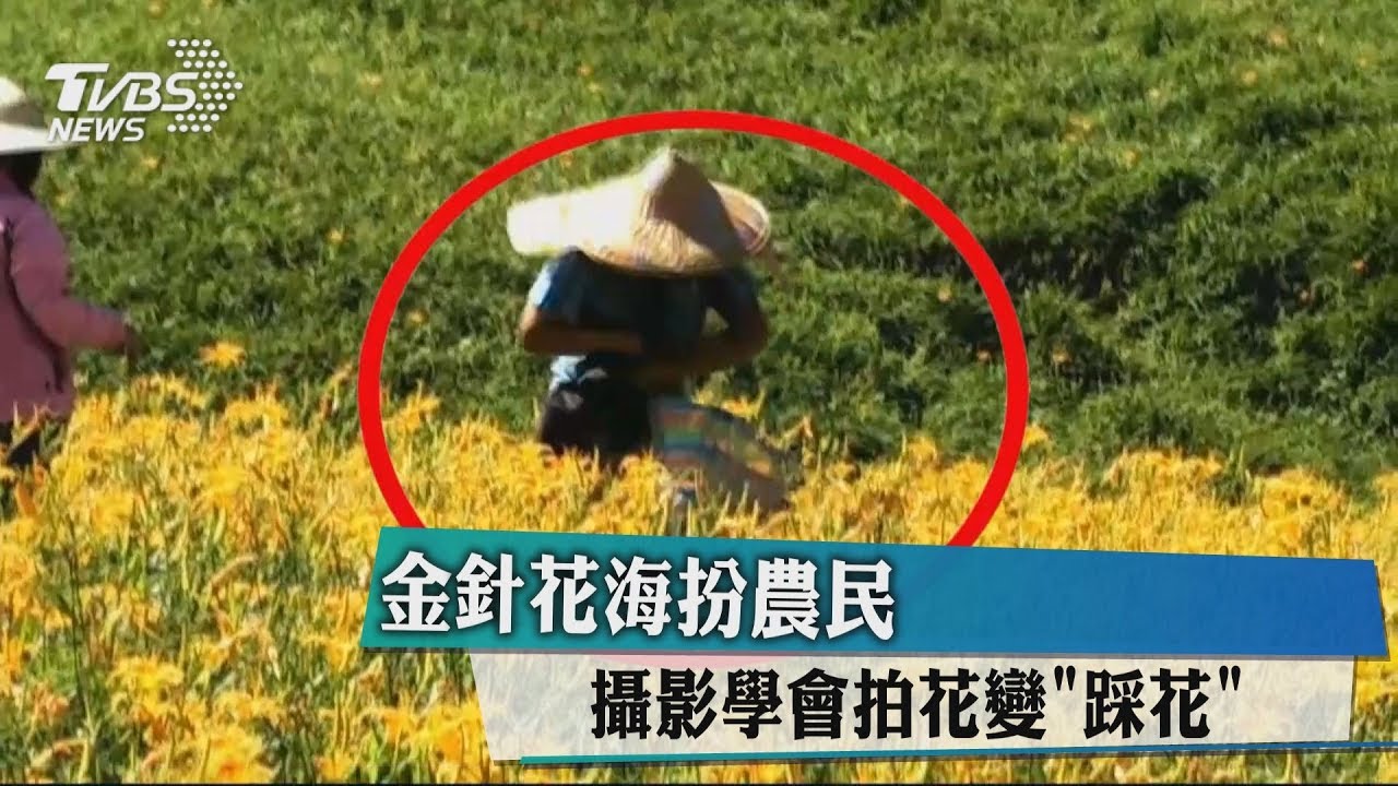 金針花海扮農民　攝影學會拍花變「踩花」