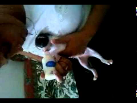 Caterina allatta caterina