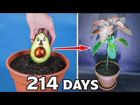 Growing Avocado Tree from Seed Time Lapse (214 Days)