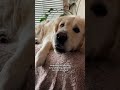 When a blind dog hears his owner’s voice ❤️