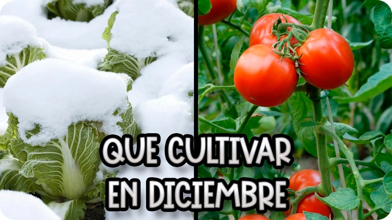 Qué Sembrar en Diciembre: ¡Lo Que NADIE Te Cuenta del Huerto en Norte y Sur! || La Huertina De Toni