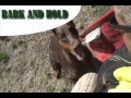 Blind search bark and hold callout Blind search bark and hold callout