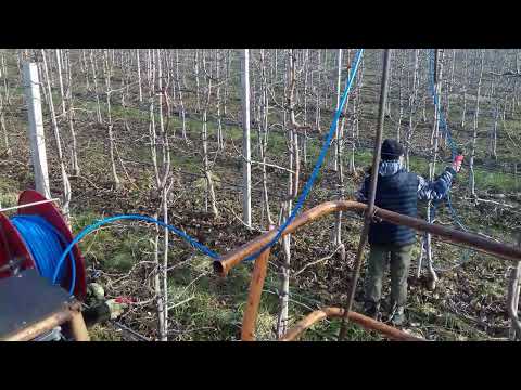 Taiere semimecanizata la mar Granny Smith (apple trees) #keepgrowing #pruningtrees #staiinlivada