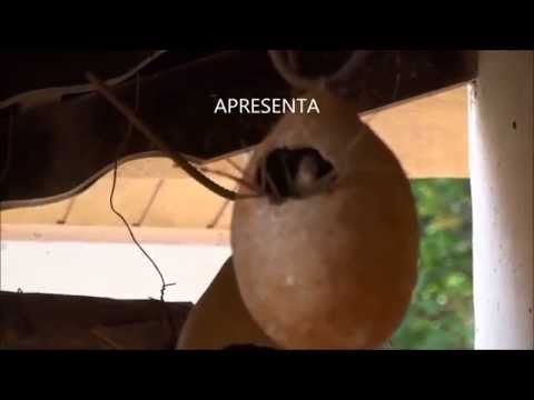 NINHO DE CORRUÍRA em CABAÇA -  FULL HD - By FARINA